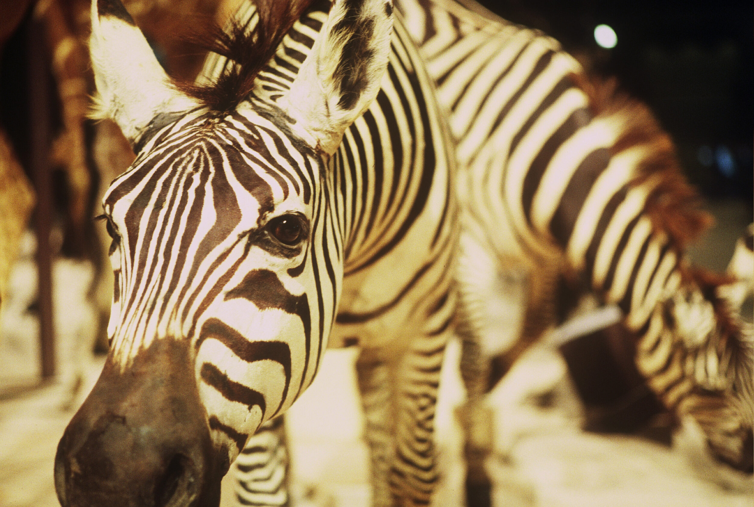 Un animal, des animaux - Nicolas Philibert