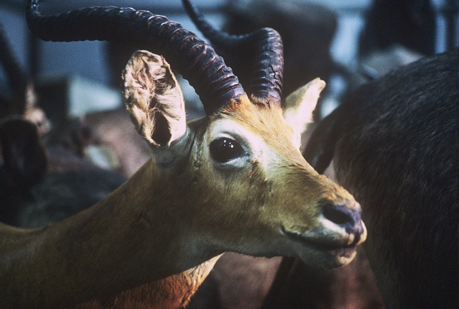 Un animal, des animaux - Nicolas Philibert