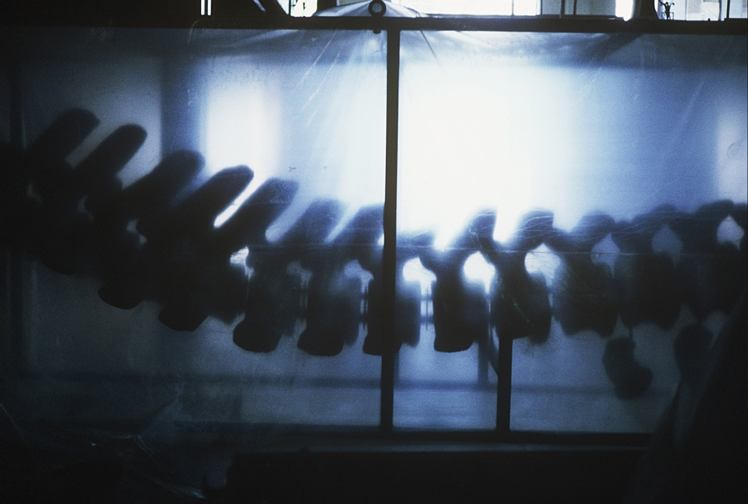 Un animal, des animaux - Nicolas Philibert