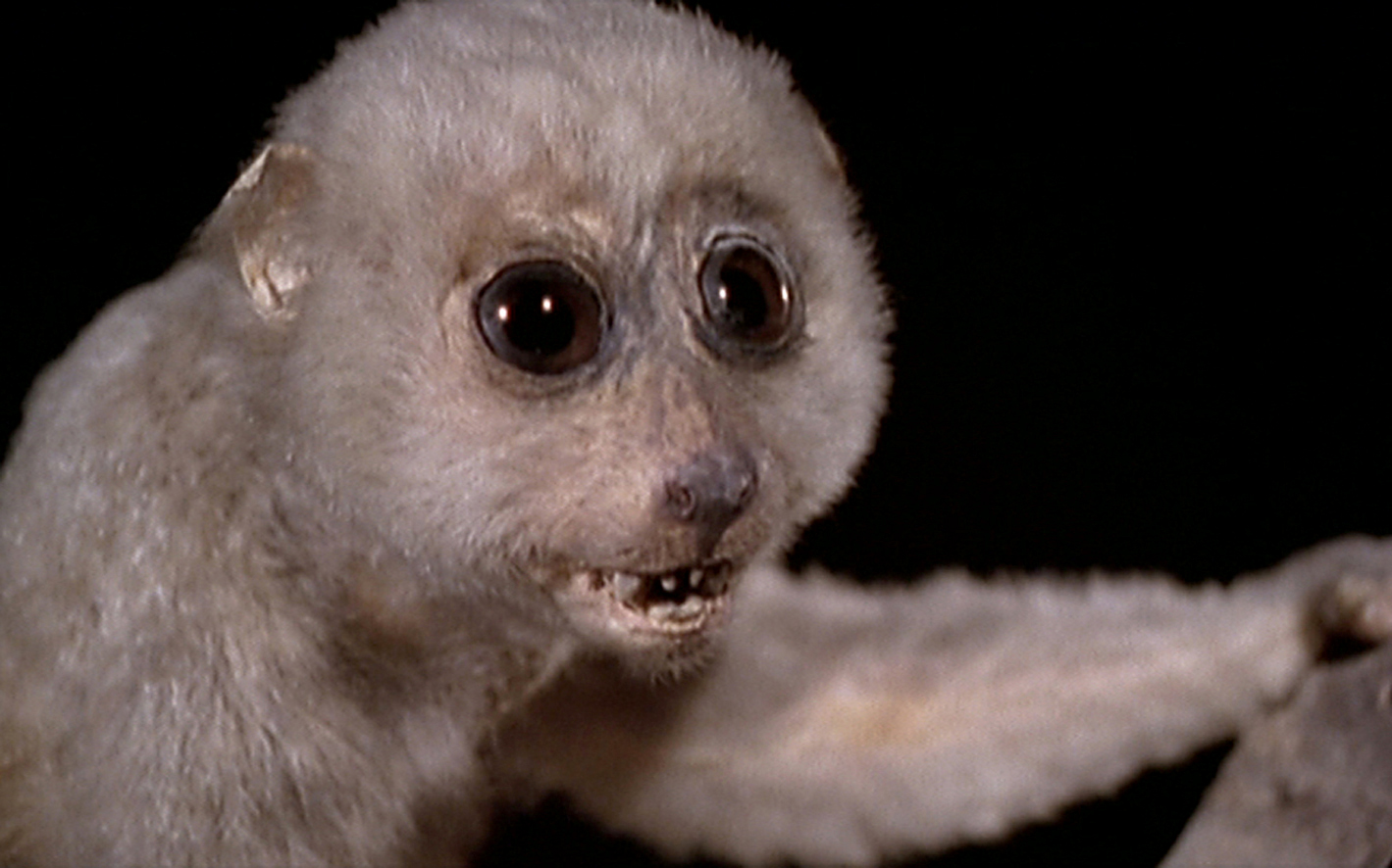 Un animal, des animaux - Nicolas Philibert