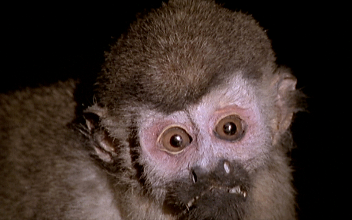 Un animal, des animaux - Nicolas Philibert