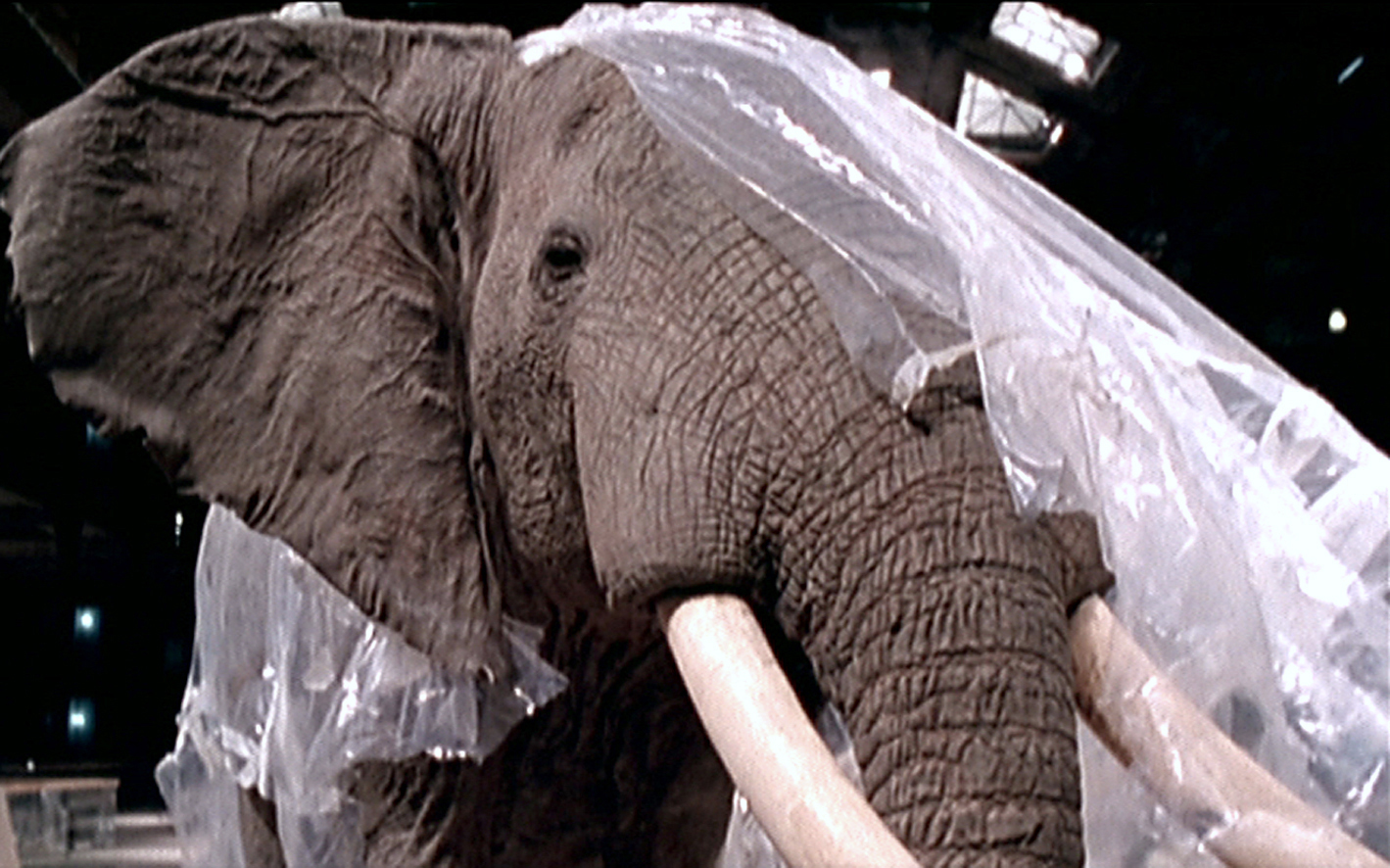 Un animal, des animaux - Nicolas Philibert