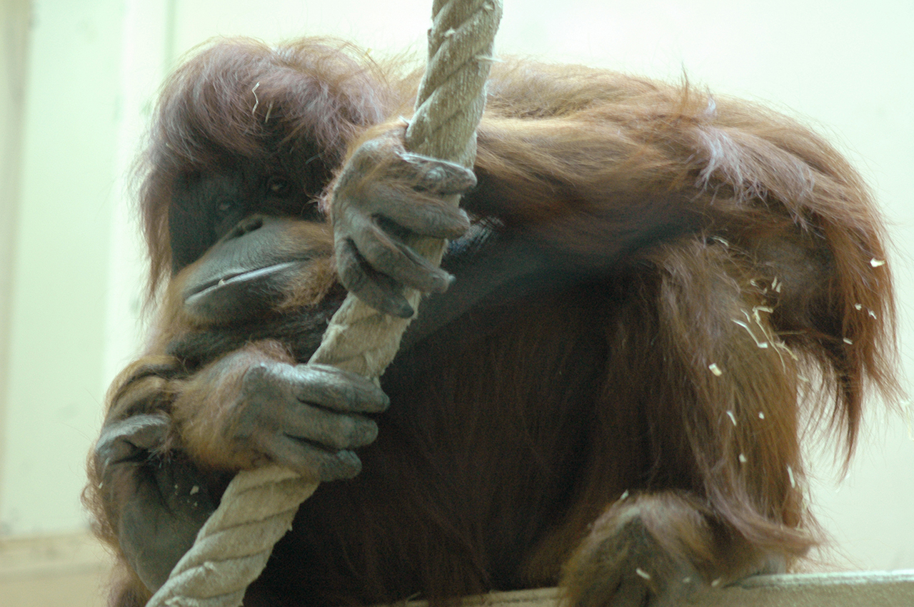 Nénette - Nicolas Philibert