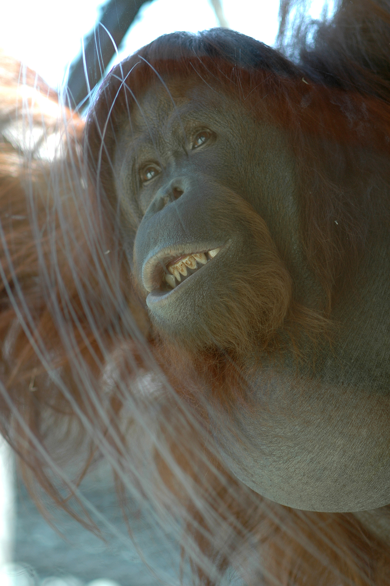 Nénette - Nicolas Philibert