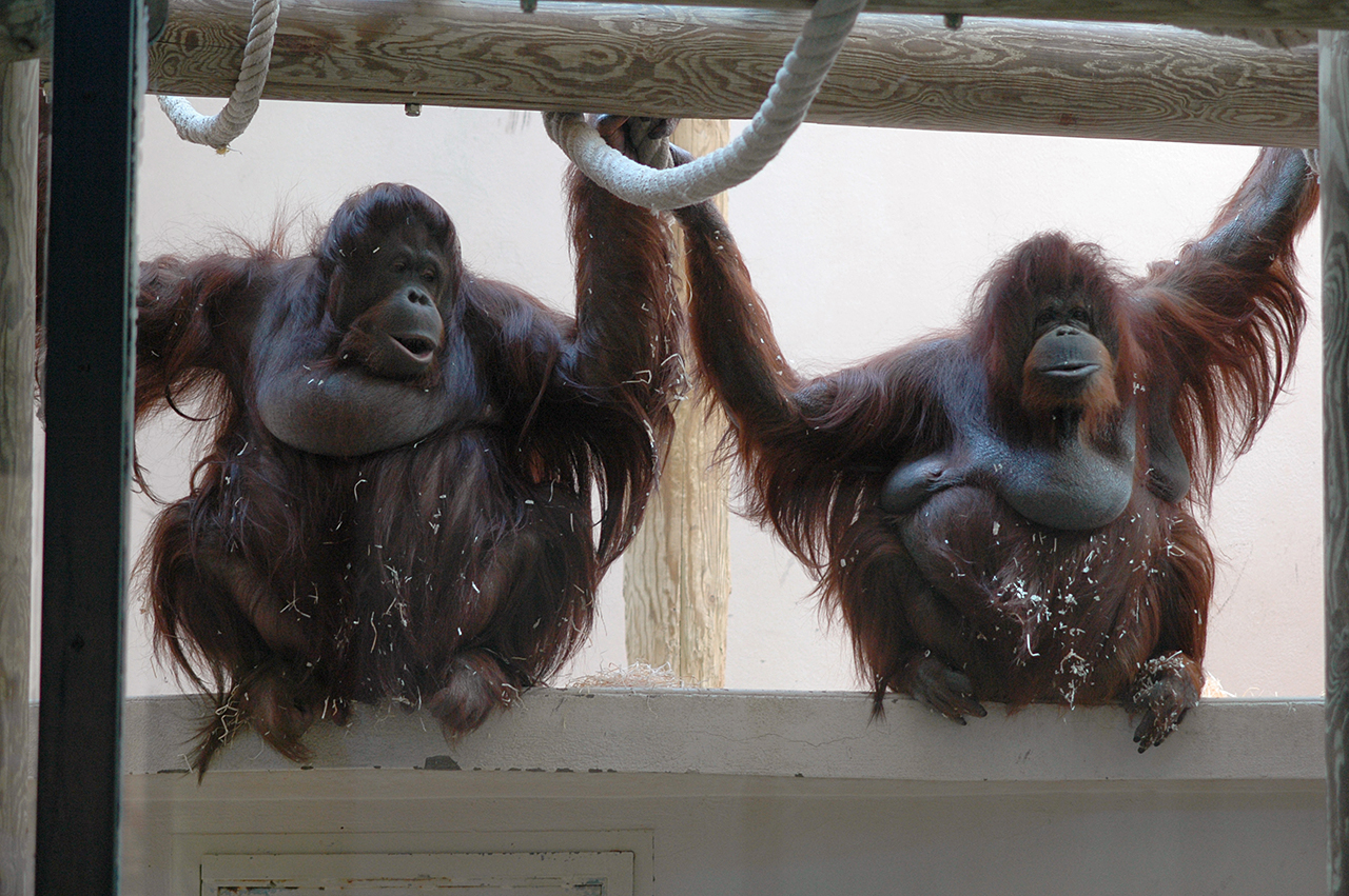 Nénette - Nicolas Philibert