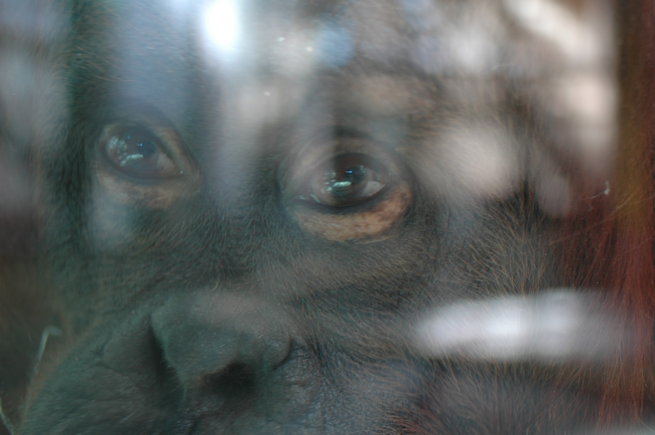 Nénette - Nicolas Philibert